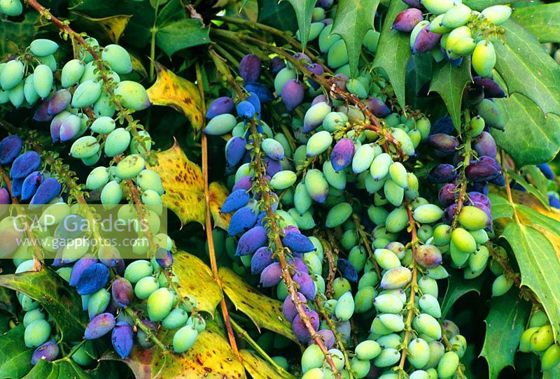 Mahonia x media 'Charity' with fruit in May