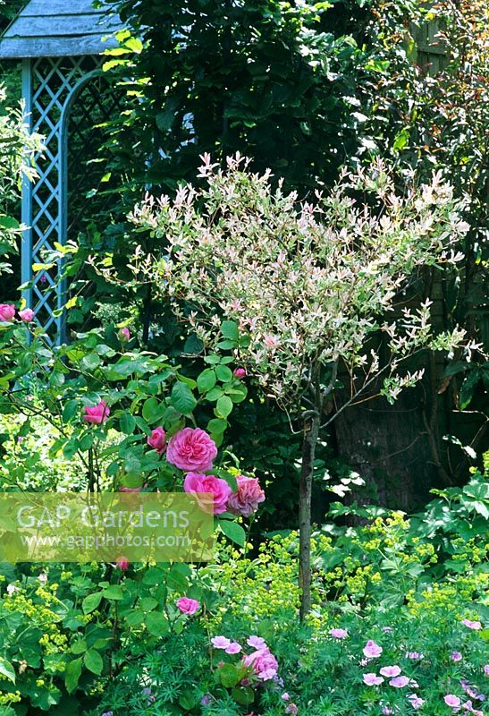 Salix integra 'Hakuro-Nishiki' in border with Rosa 'Gertrude Jekyll' and Geranium striaru. The Little Cottage
