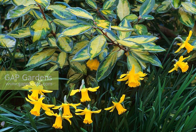 Eleagnus ebbingei 'Limelight'with Narcissus 'February Gold'