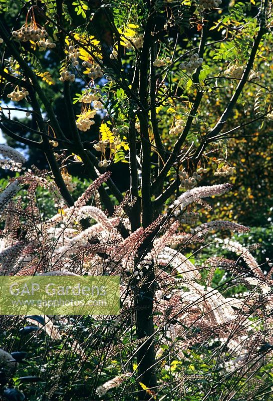 Cimicifuga simplex 'Elstead' with Sorbus cashmiriana