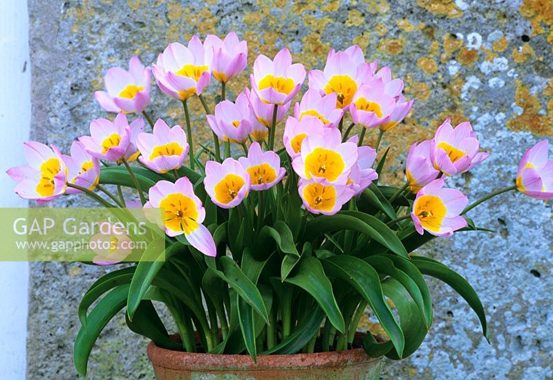 Tulipa saxatilis 'Bakeri Group' in a terracotta pot