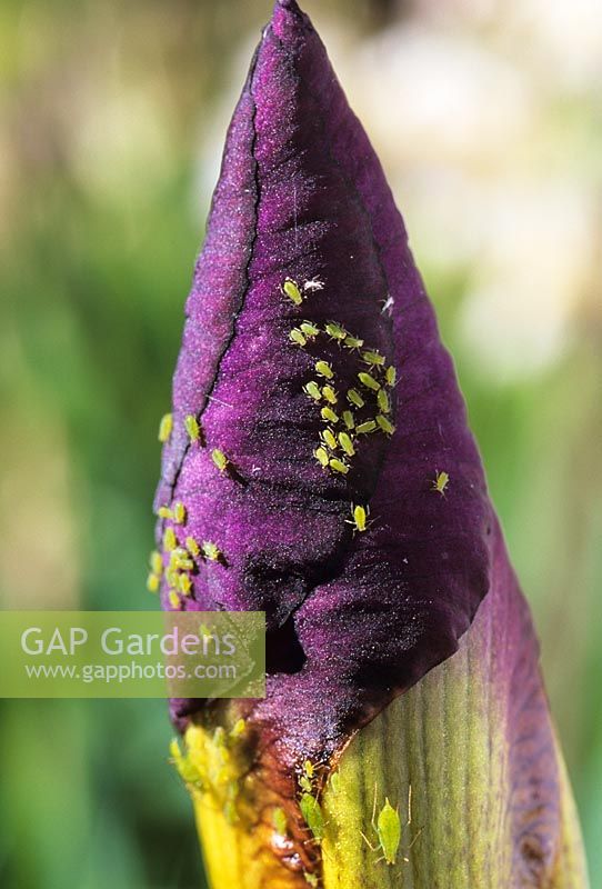 Greenfly on tall bearded iris