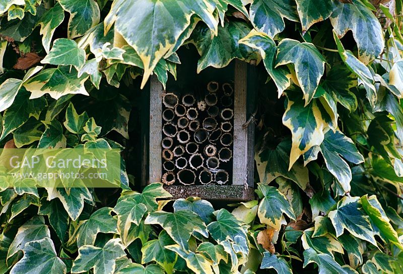 Insect nesting box set into hedera. 