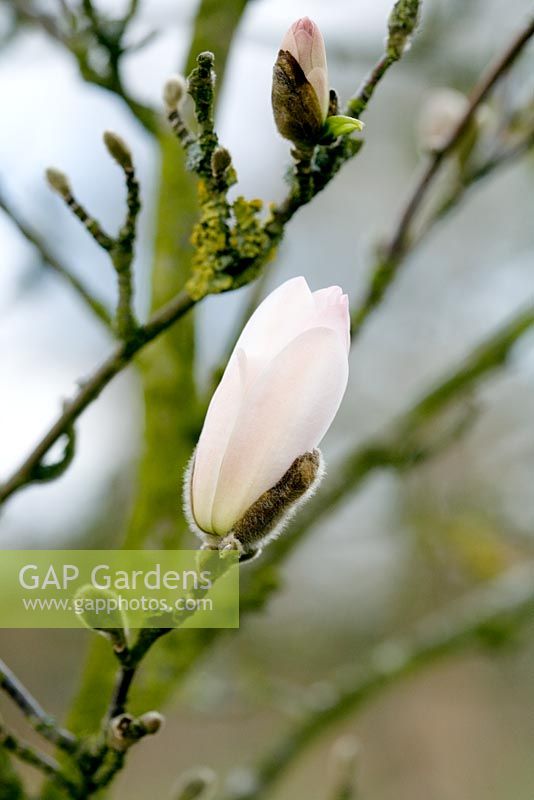 Magnolia x kenensis 'Wada's Memory'