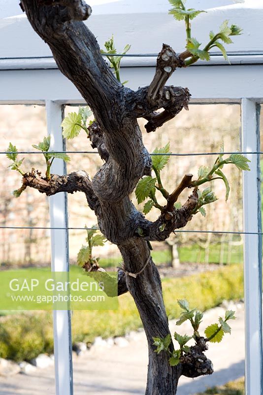 Vitis - grape vine. Edible variety grown as single stem cordon. Start of early Spring growth 