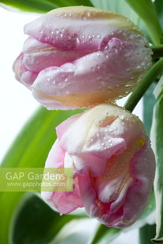 Tulipa - variegated cut flower tulips covered in raindrops 