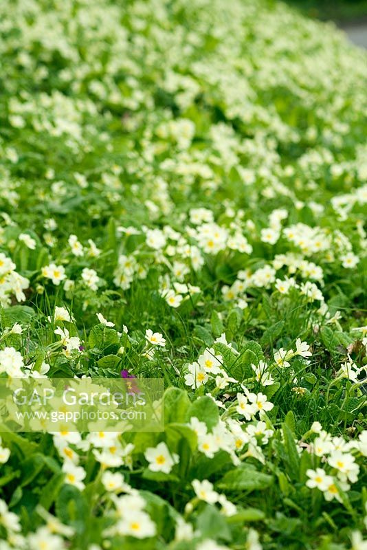Primula vulgaris - bank of wild primroses