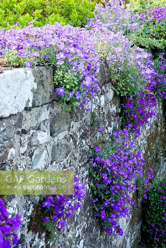 Aubretia x cultorum 'Joy' growing in cracks of old Sussex stone wall
