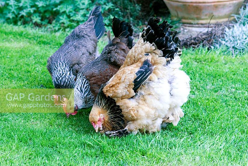 Chickens in the garden - One Columbian Bass Brahma and two Silver Duck Wing Welsummers.  