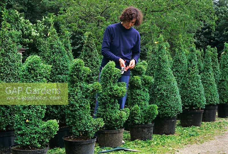 Woman clipping Buxus - Box in shape at Langley Boxwood Nursery