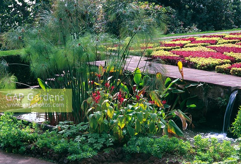 Botanical Garden of Madeira. Cyperus papyrus and carpet bed by side of pond 