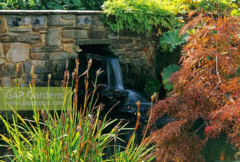 Waterfall and stream underneath footbridge. Iris and acer growing in foreground 