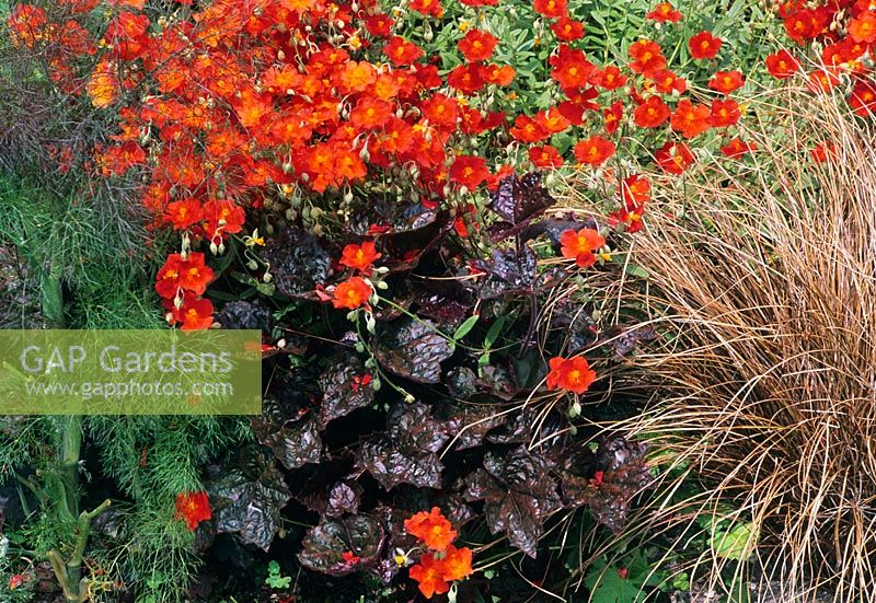 Helianthemum, Heuchera and Carex comans. The White House, Sussex