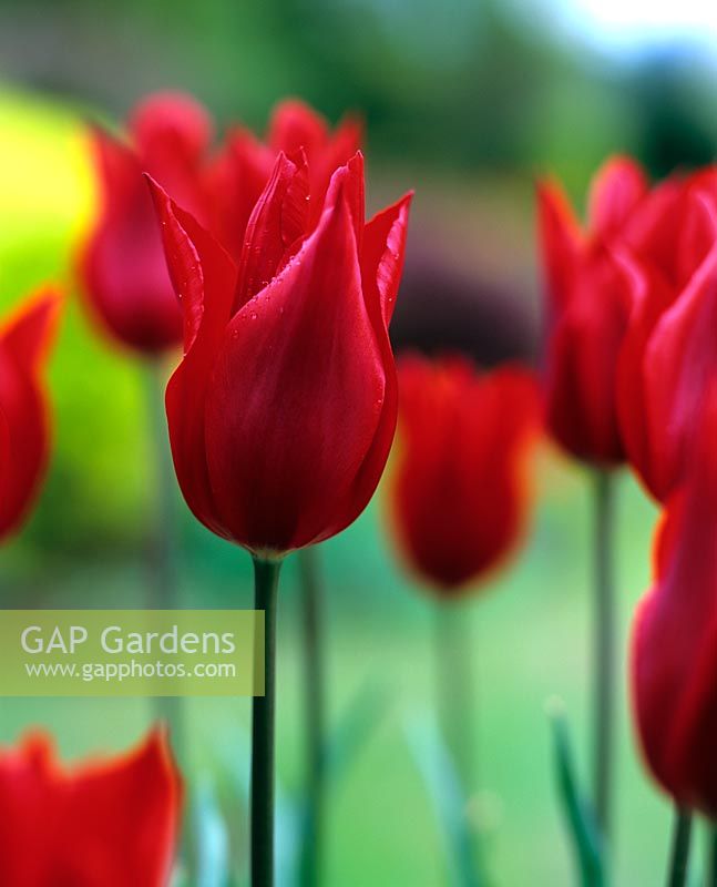 Tulips 'Red Shine'