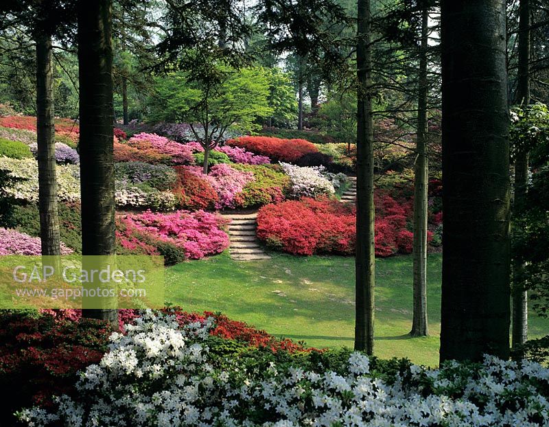 Rhododendrons. The Punch Bowl - Valley Gardens, Windsor.