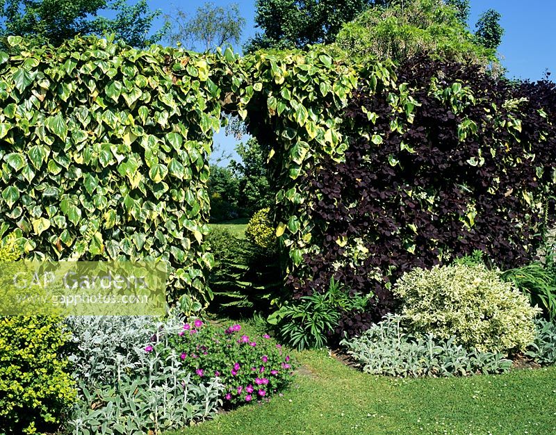 Hedera colchica 'Dentata Variegata' AGM - on garden wall with archway. Coates Manor garden, Sussex