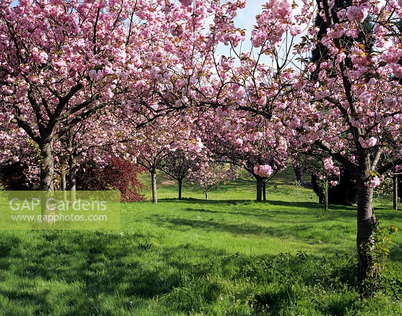Prunus 'Kanzan'. Row of prunus forming an arch. Valley gardens Windsor.