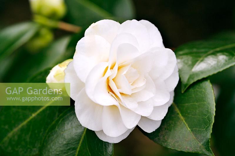 Camellia japonica imbricata alba