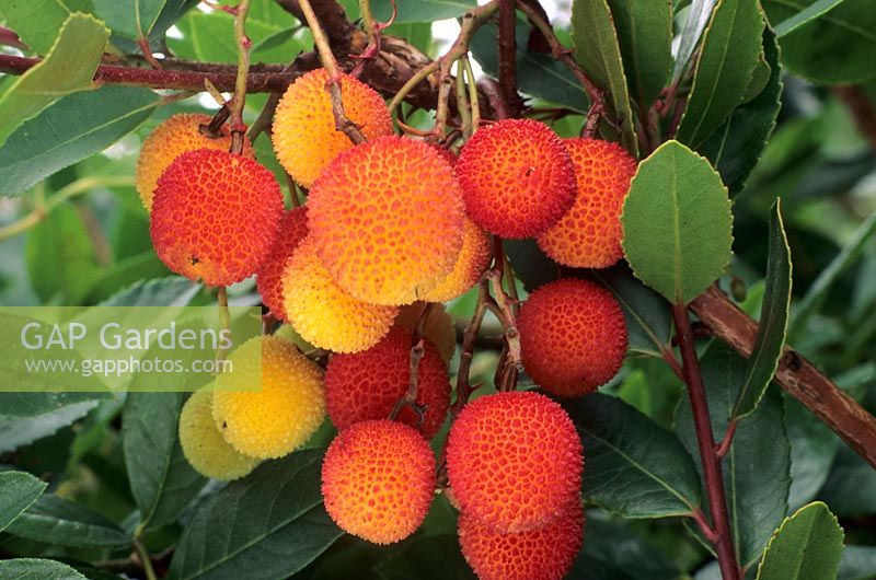 Arbutus unedo - autumn fruits