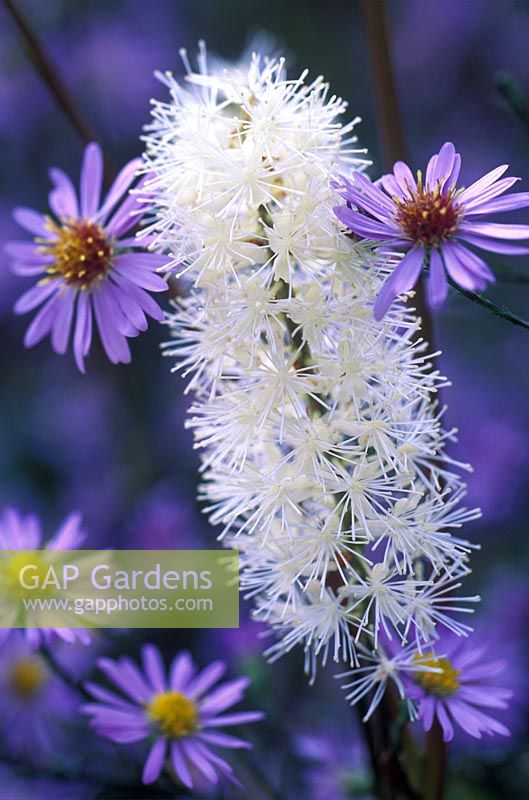 Actaea simplex 'Pritchards Giant', Cohosh and Aster turbinellus