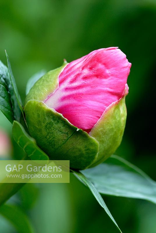 Paeonia 'Lovely Rose' flower bud in June