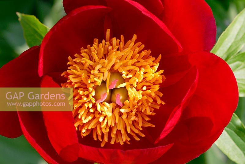 Paeonia 'Scarlett O'Hara' flowering in June