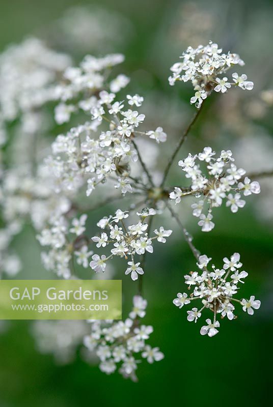 Anthriscus sylvestris 'Ravenswing' flowers with rain drops