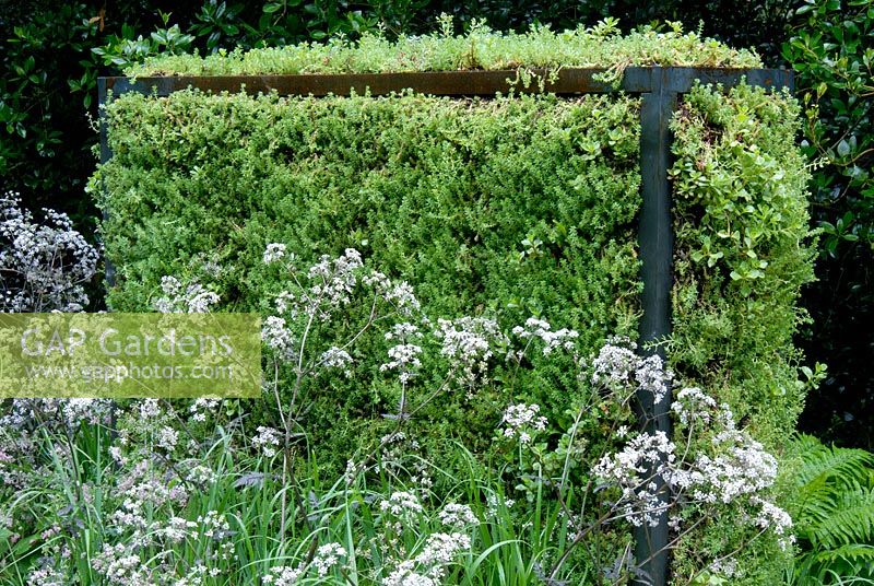 Sedums planted in an open metal frame to create a screen with Anthriscus sylvestris 'Ravenswing' 