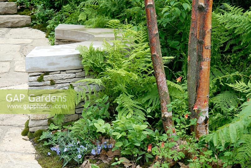 A path leading to a curved stone seat surrounded by shady woodland planting including Betula papyrifera, Phlox divaricata, Aquilegia canadensis and ferns 