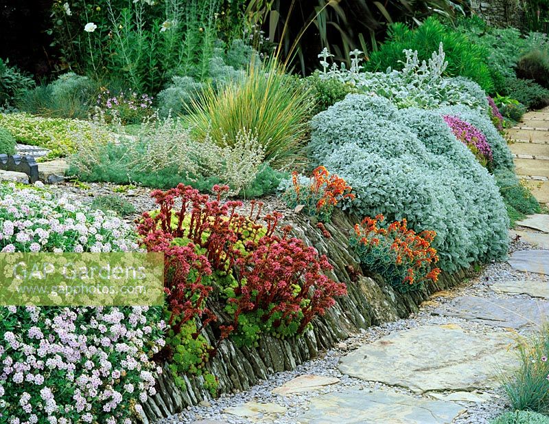 Sempervivums, Echeveria and silver foliage plants growing in a low drystone wall in a dry, windy, coastal garden. July.