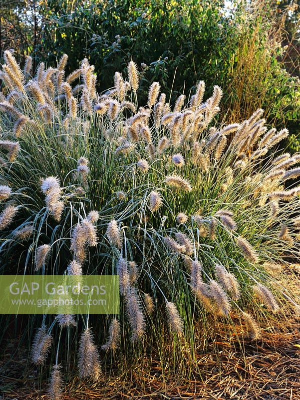 Pennisetum alopecuroides 'Hameln' with Frost in December at Knoll Gardens, Dorset.