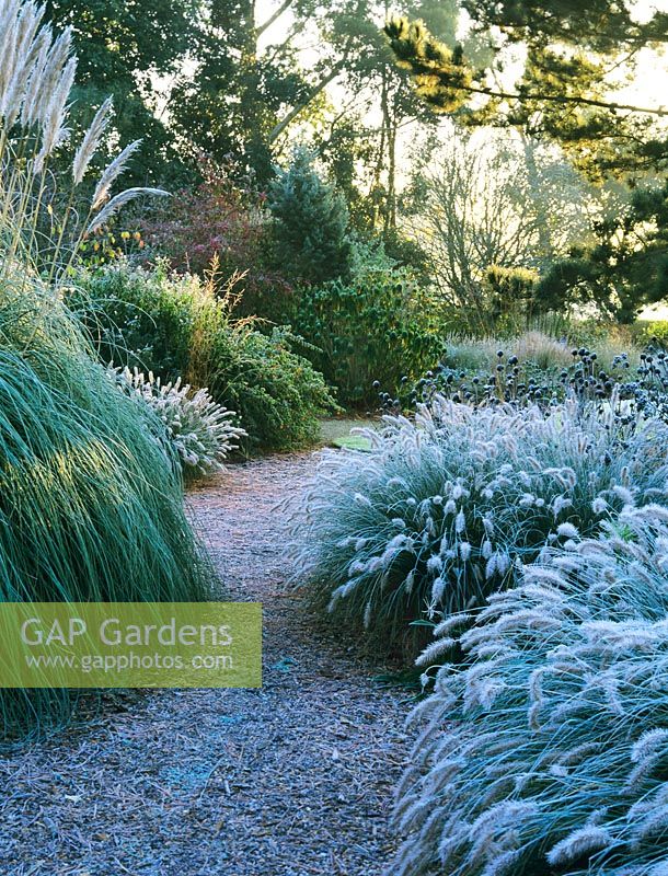 Winter borders with Pennisetum alopecuroides 'Hameln' in Frost at Knoll Gardens, Dorset
