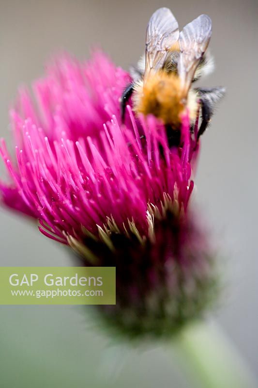 Bee gathering pollen on Cirsium rivulare atropurpureum  