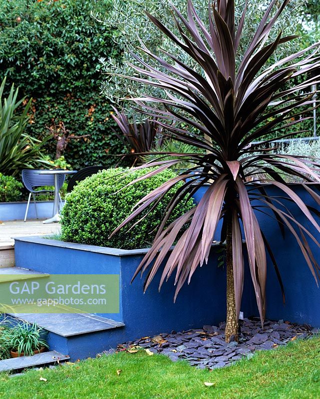 Modern blue garden with Bronze Cordyline with raised beds