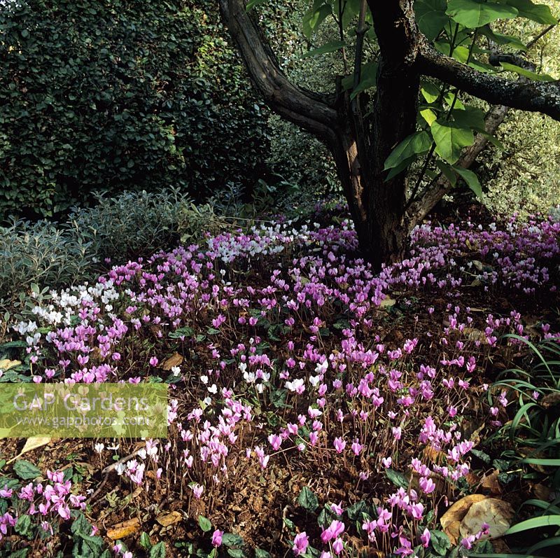 Cyclamen neapolitanum naturalised at     Coates Manor in Sussex.