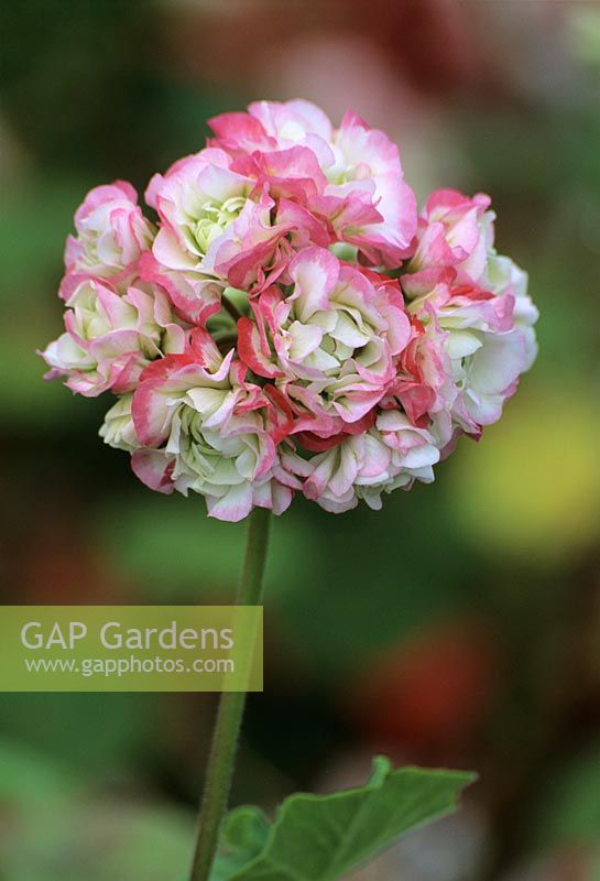 Pelargonium 'Apple Blossom rosebud' AGM