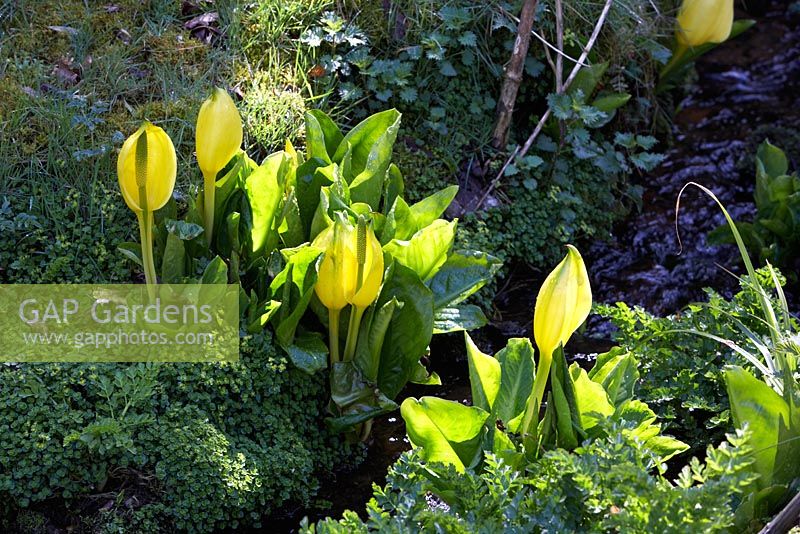 Lysichiton americanus - Yellow Skunk Cabbage in bog garden at Muncaster Castle 
