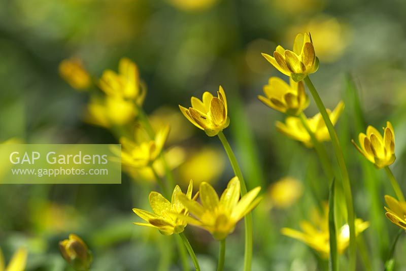 Ranunculus ficaria - Lesser Celandine growing in spring woodland, Lancashire 