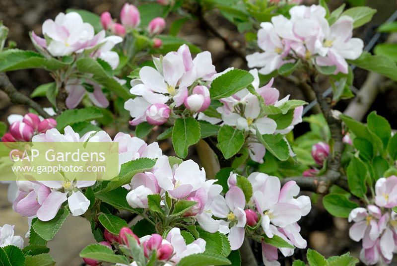 Malus 'James Grieve' - Apple blossom in Spring