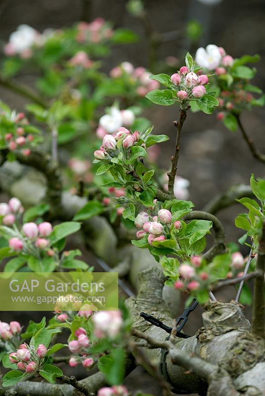 Malus 'Discovery' - Stepover Apple tree in blossom in spring, showing ties attaching branches to wire.