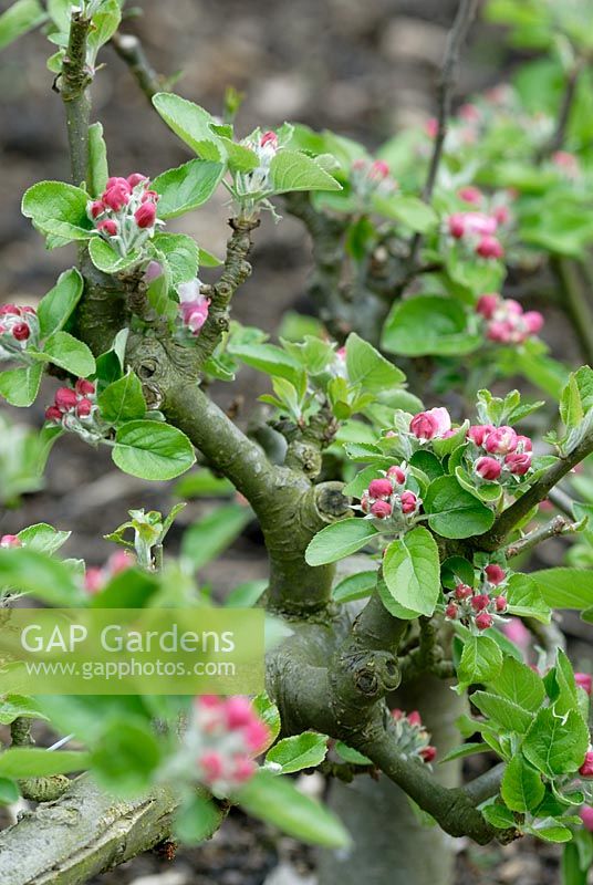 Malus 'Rosemary Russet' - Stepover Apple tree in bud at Spring