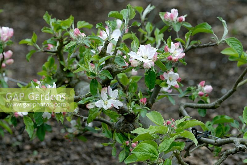 Malus 'Egremont Russet' - Blossom on stepover Apple tree in Spring