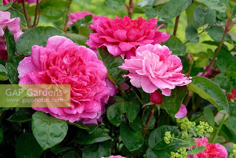 Rosa 'Sophy's Rose' (Auslot) 