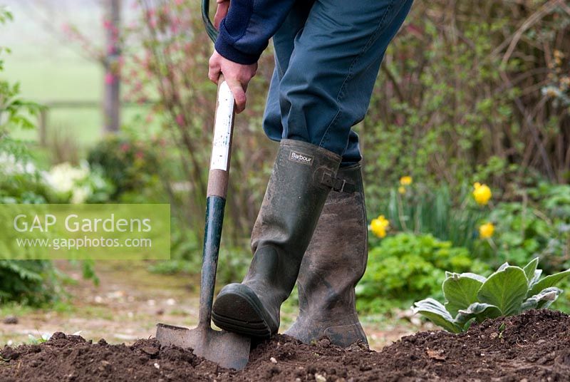 Digging over soil with a spade and adding compost in preparation for planting a new flower bed in spring. 