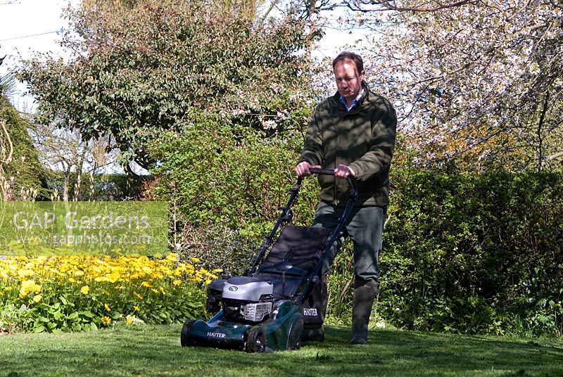 Man mowing the lawn with a petrol driven rotary mower in spring. Yellow Doronicum and Cherry Blossom 