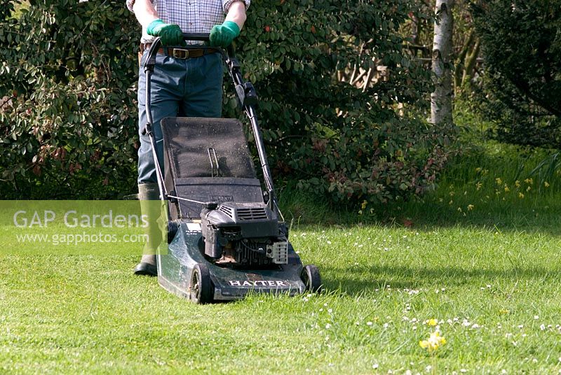 Man mowing the lawn with a petrol driven rotary mower in spring. Daisies and Cowslips in the lawn. 