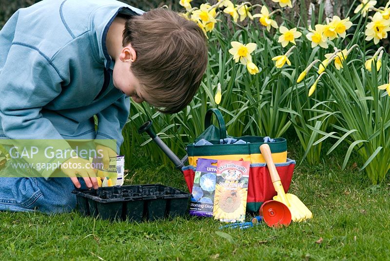 Boy planting seeds of Gourd 'Autumn Treasures'- ornamental variety. Narcissi in the background.  