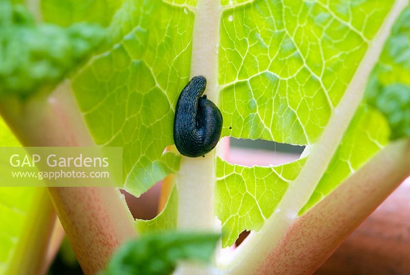 Slug eating young leaves on rhubarb (Rheum x cultorum) grown in terracotta forcing jar used to produce early tender pink stems. 