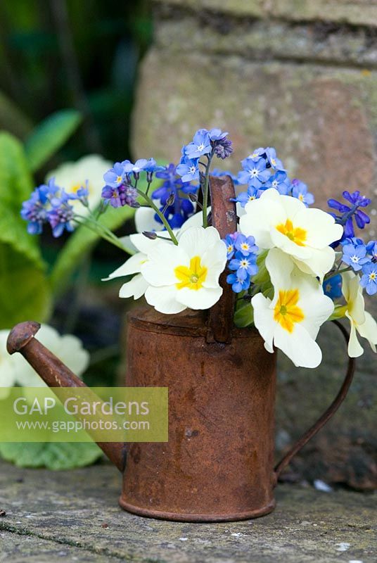 Miniature watering can with spring flowers. Primula vulgaris and Myosotis 
