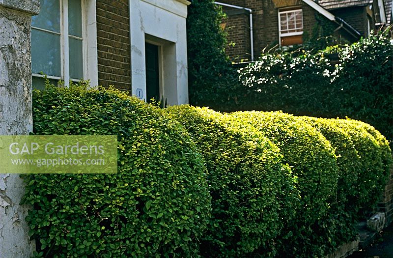 Privet hedge - Ligustrum vulgare sculpted in ball forms 